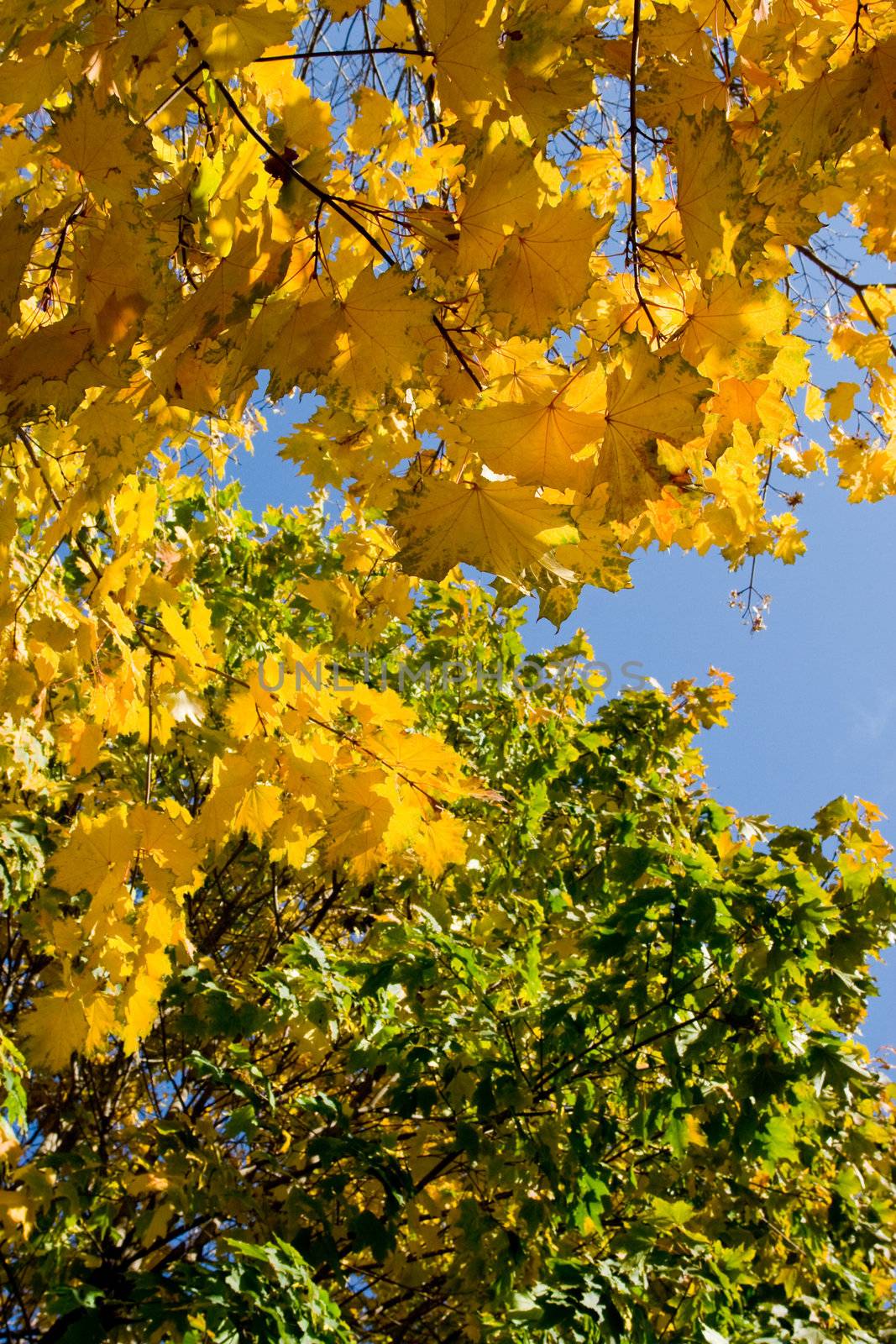 Bright yellow maple leaves on a background of  blue sky