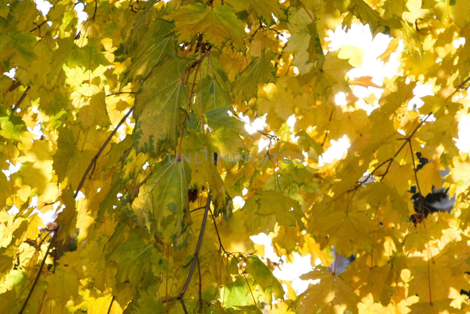 Bright yellow maple leaves in the autumn afternoon