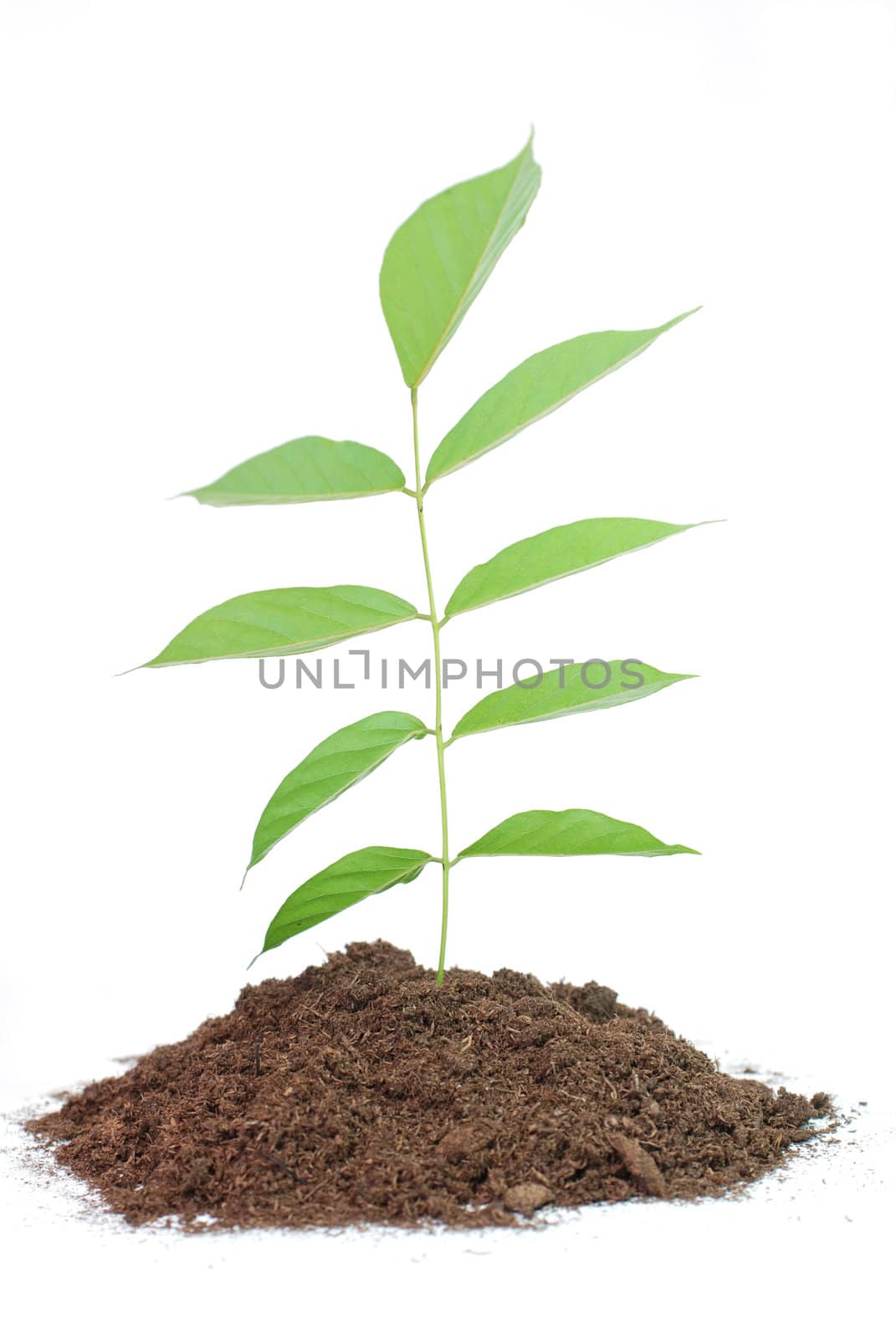 Seedling in soil  isolated on white background.