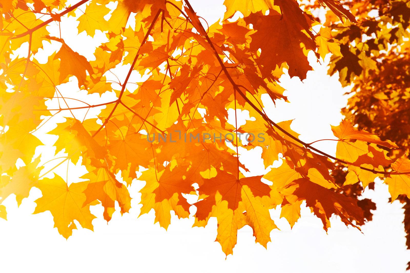 Bright yellow maple leaves in the autumn afternoon