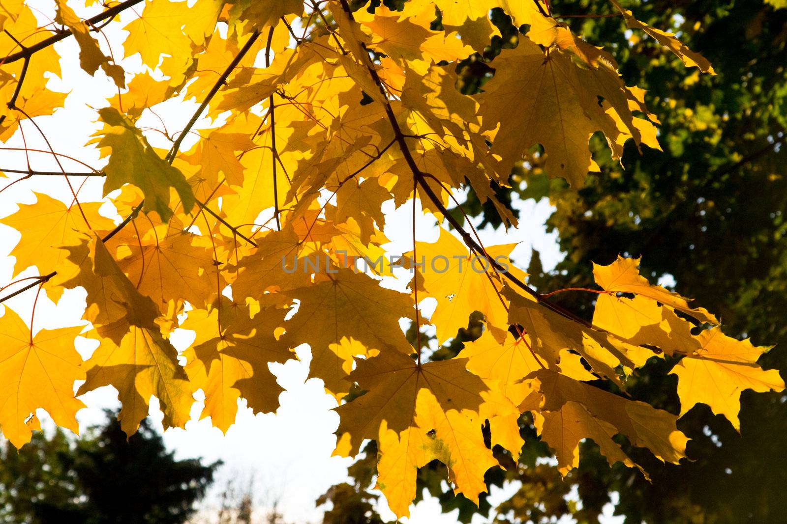 Bright yellow maple leaves in the autumn afternoon