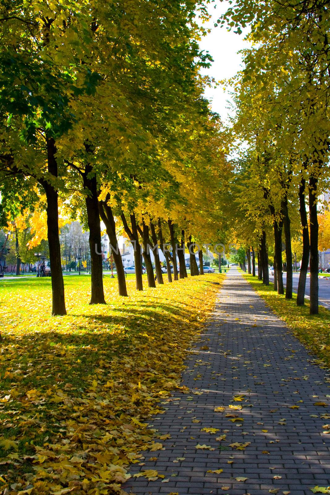 The avenue among trees is covered by leaves