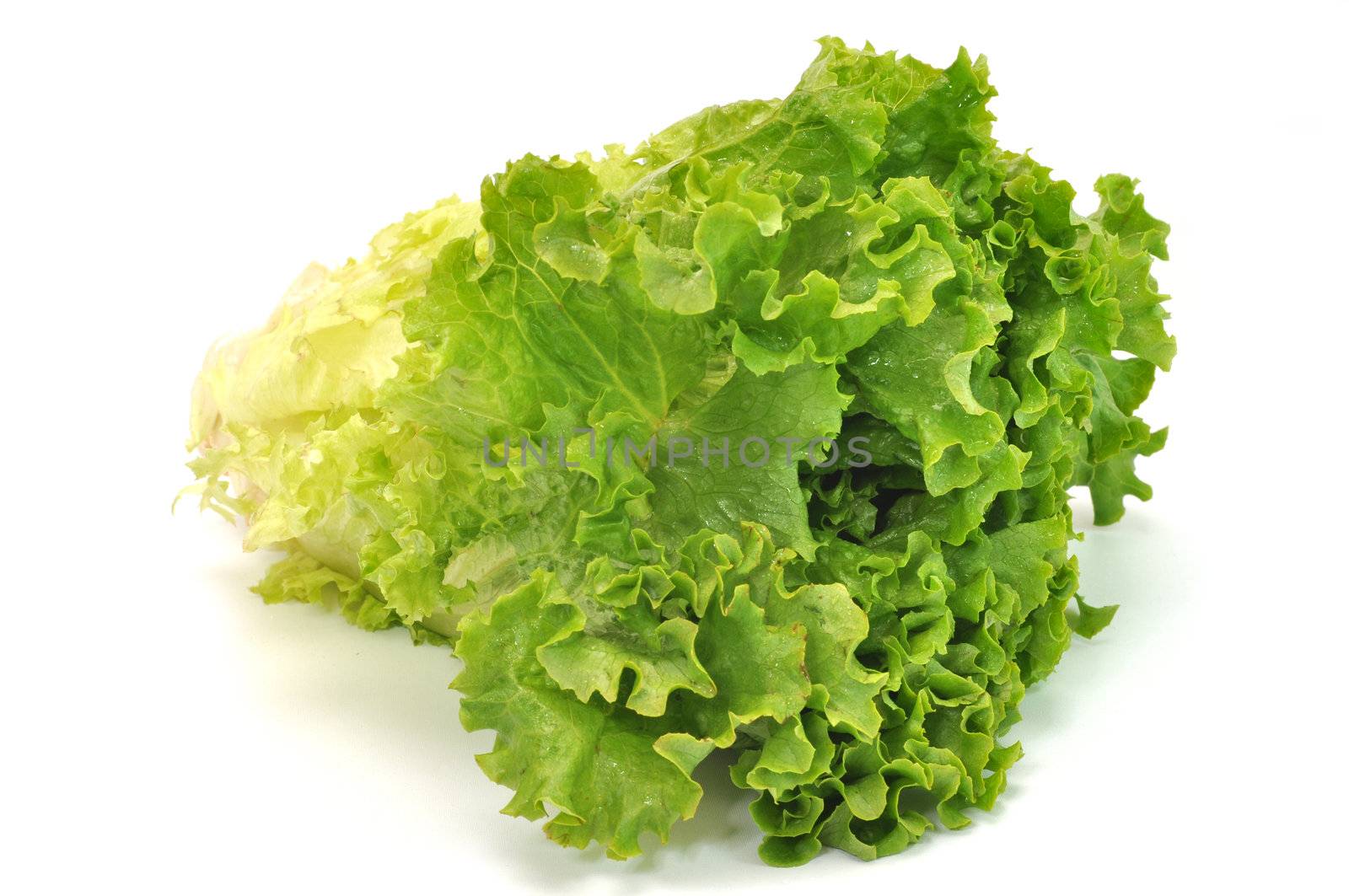 Green leafy lettuce isolated on white background.