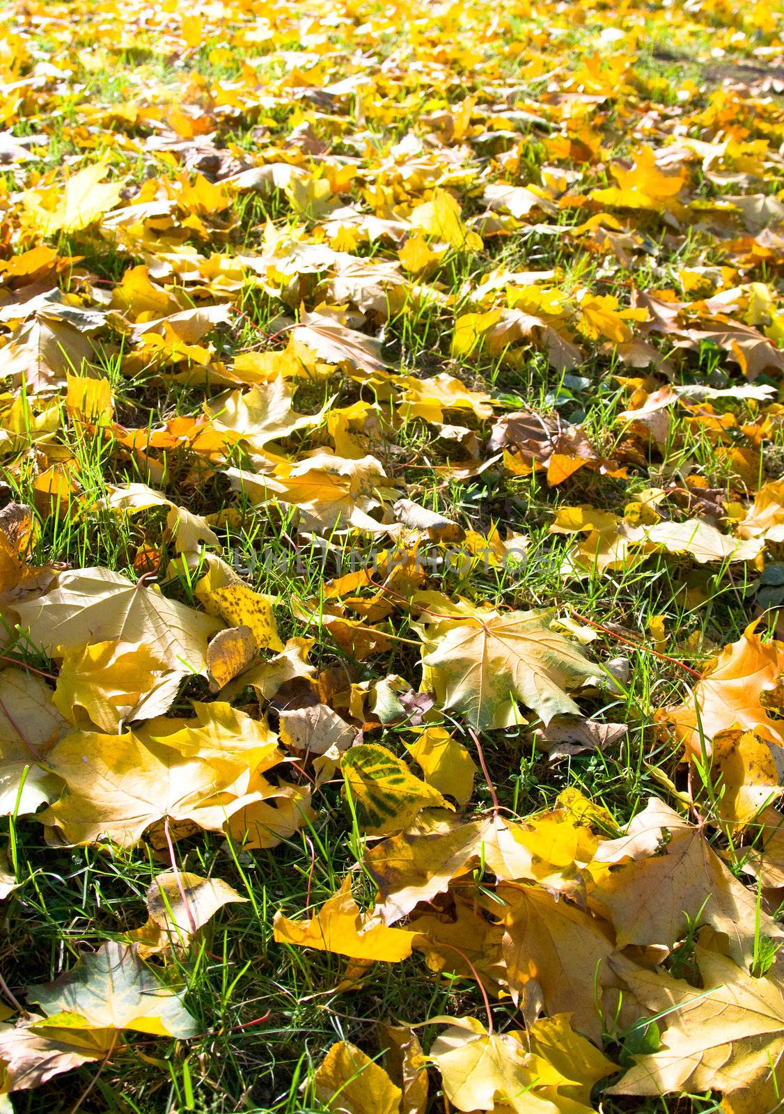 Fallen maple leaves lay on a lawn