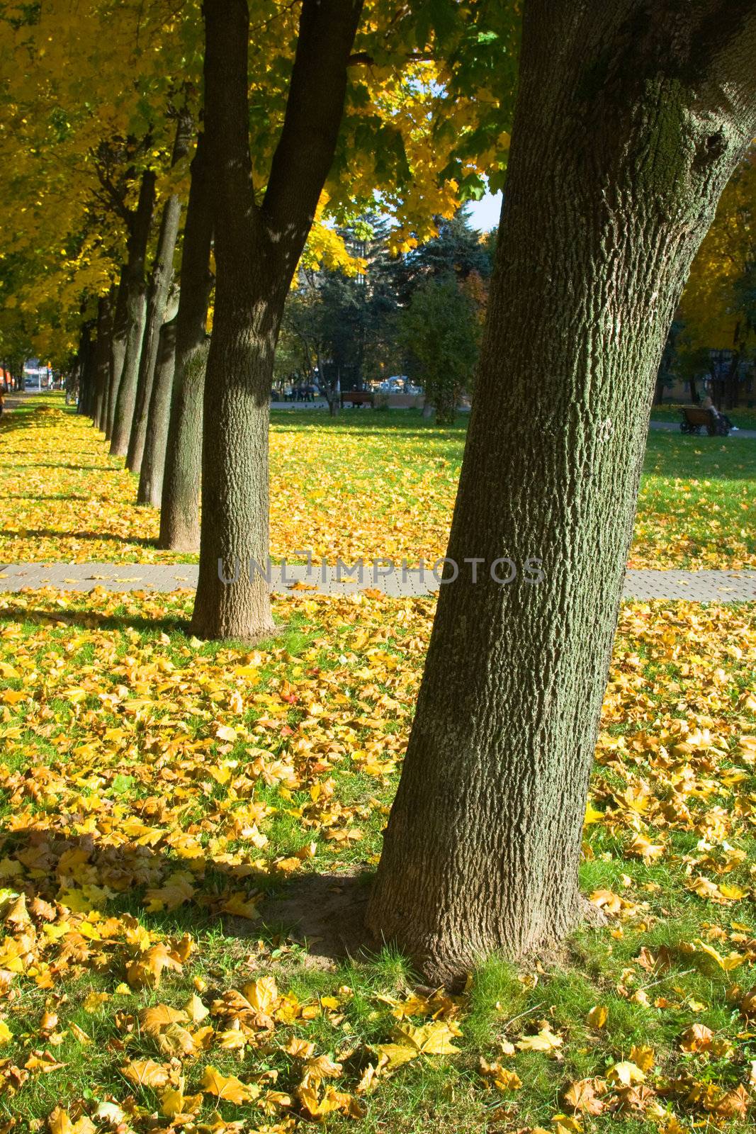 The avenue among trees is covered by leaves