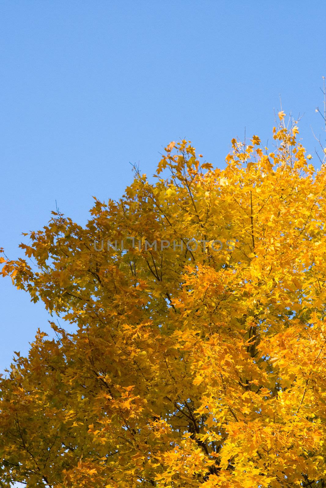 Color maple leaves on a background of the blue sky