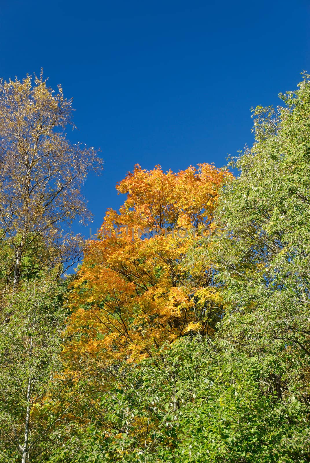 Yellow maple, surrounded by greener trees and polarised blue sky.
