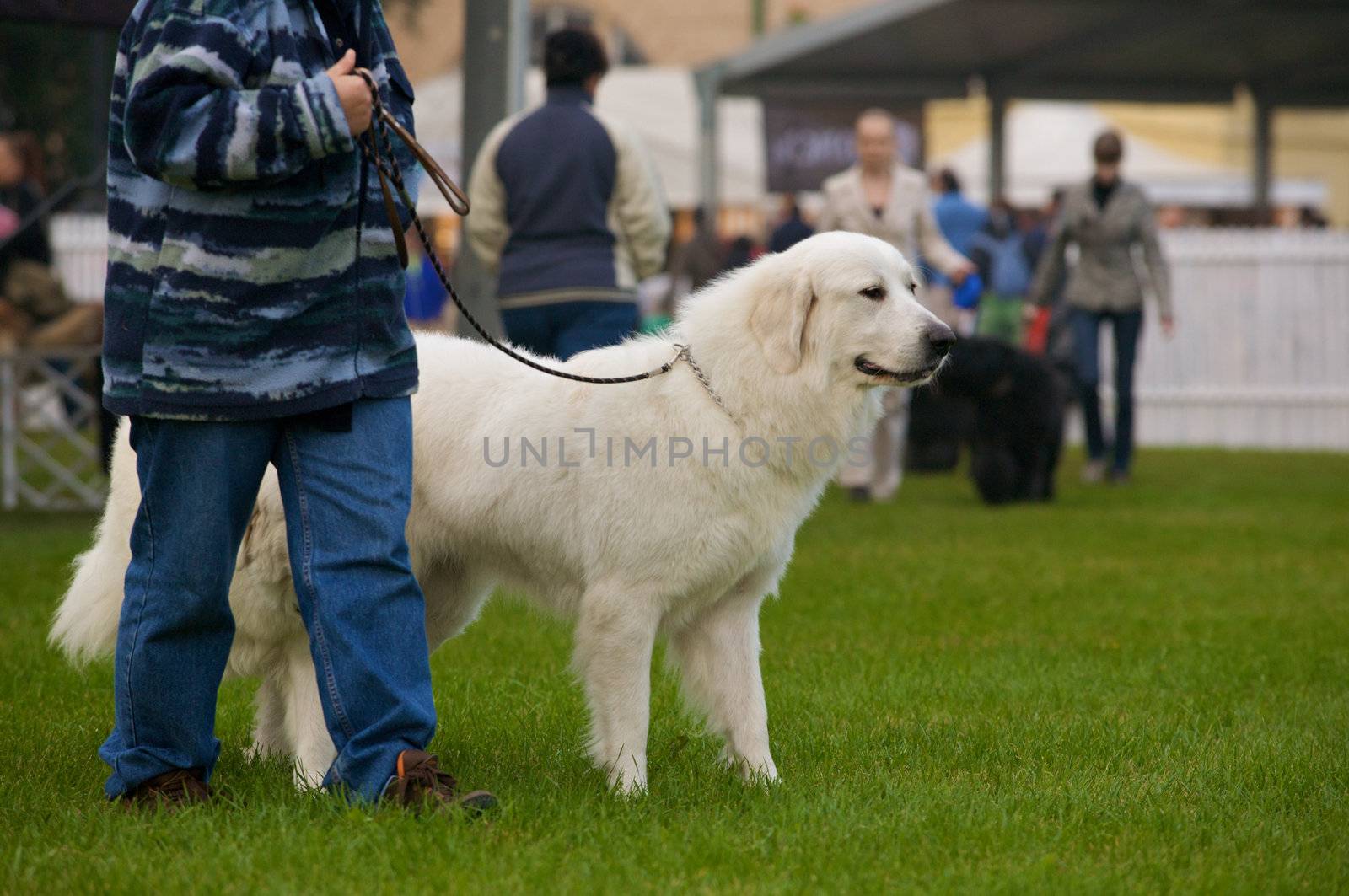 A beautiful standing dog.