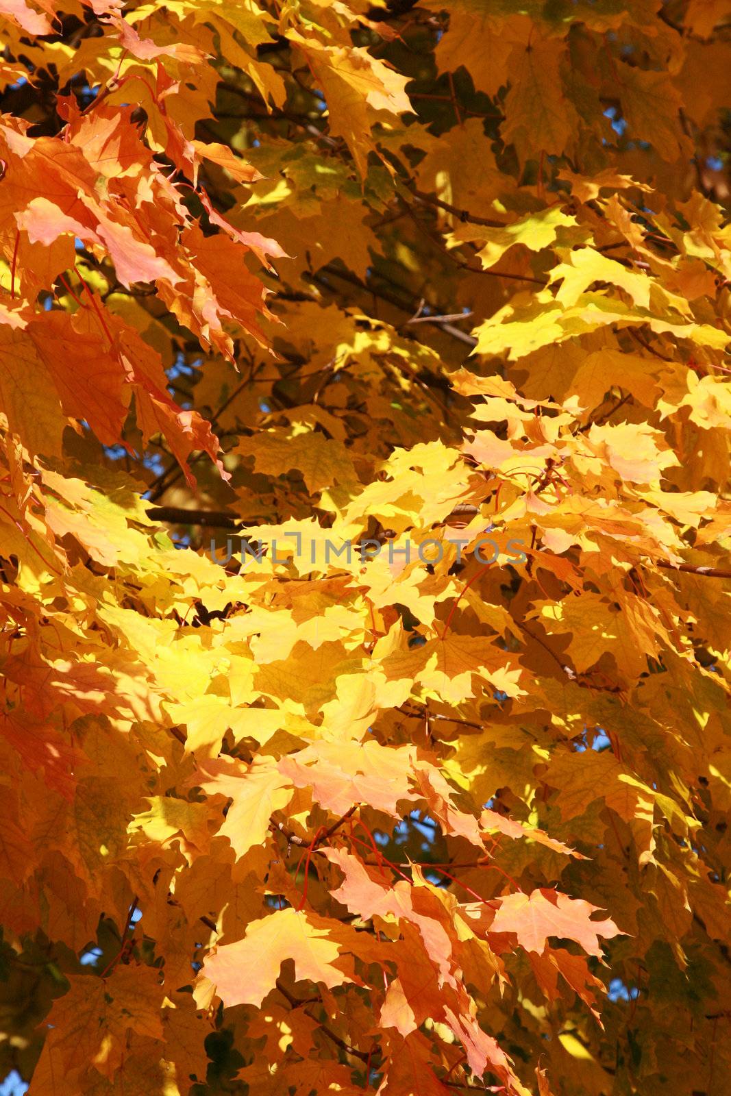 Bright background from color maple leaves 