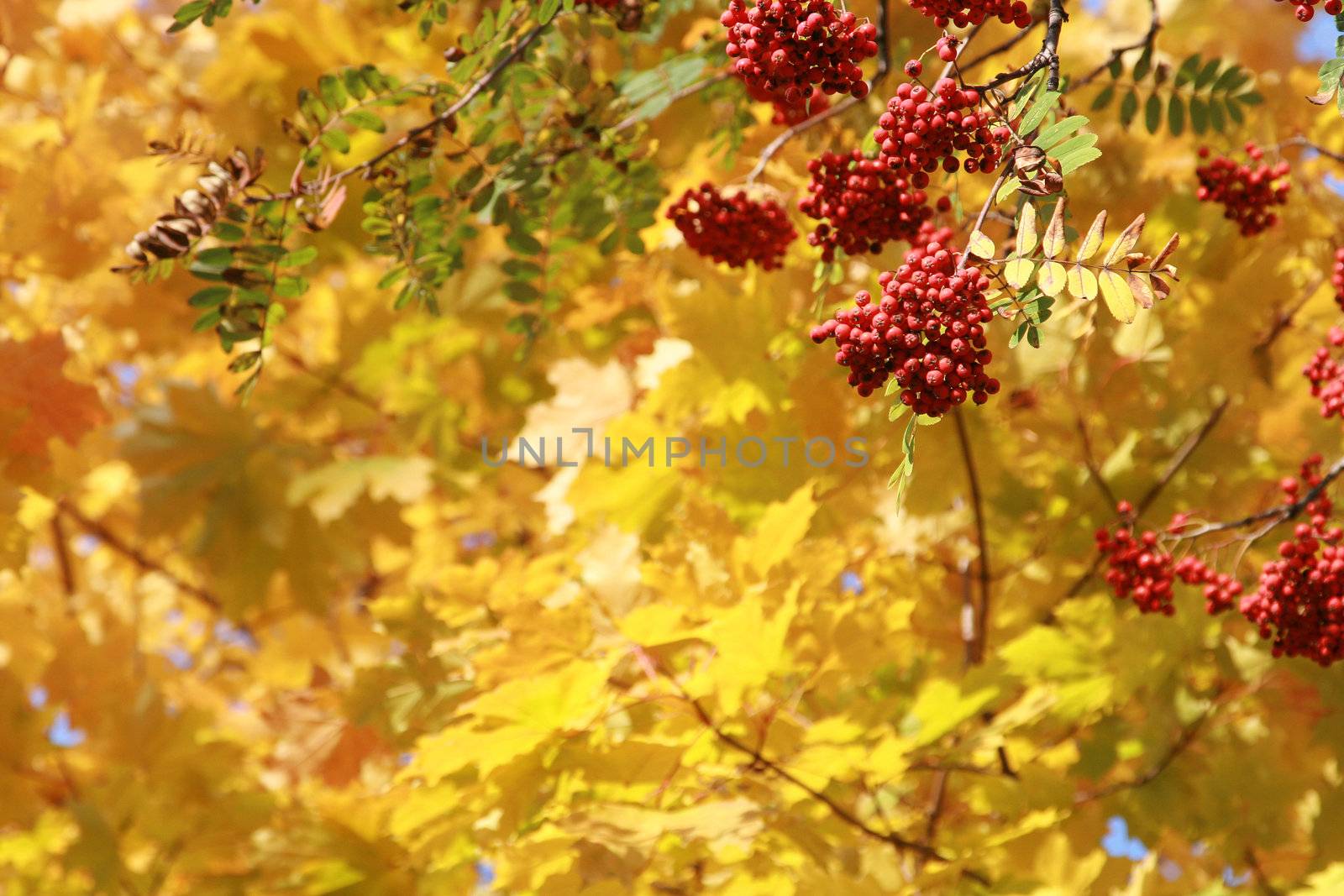Branch of a mountain ash on a background of yellow leaves