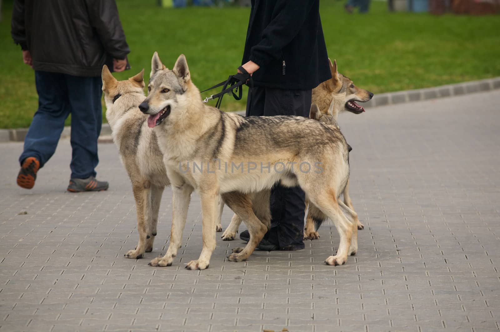 Three dog with their owner.