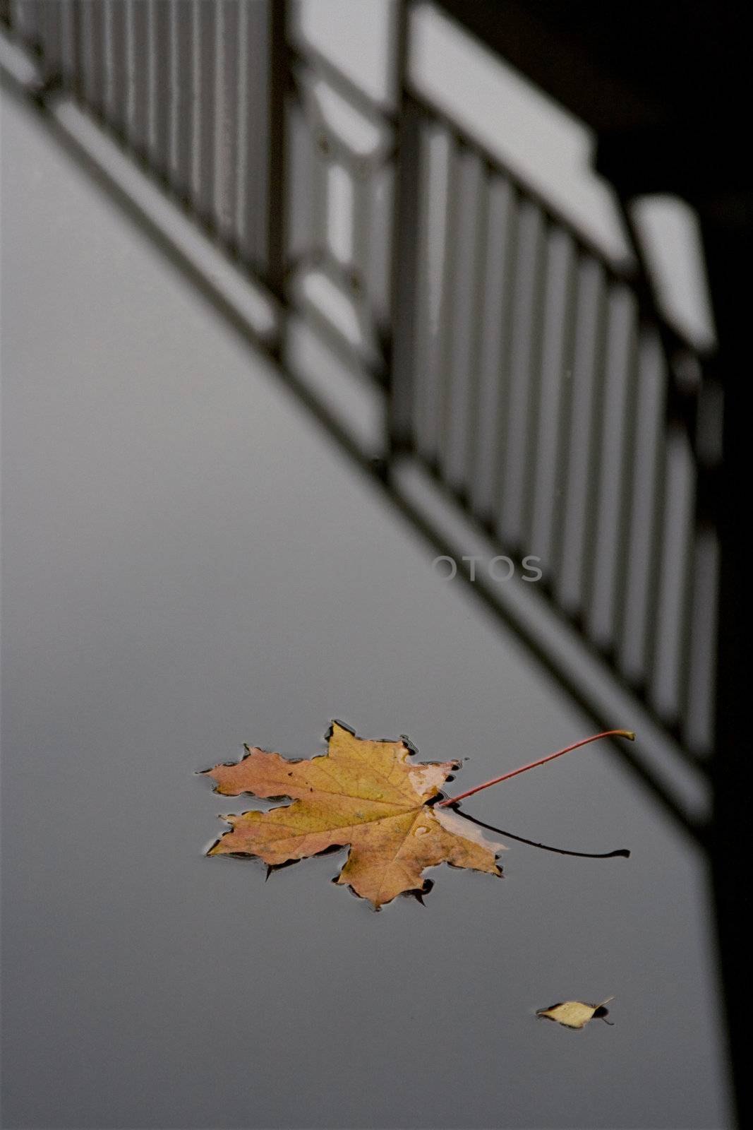 The maple leaf lays on a dark surface of water