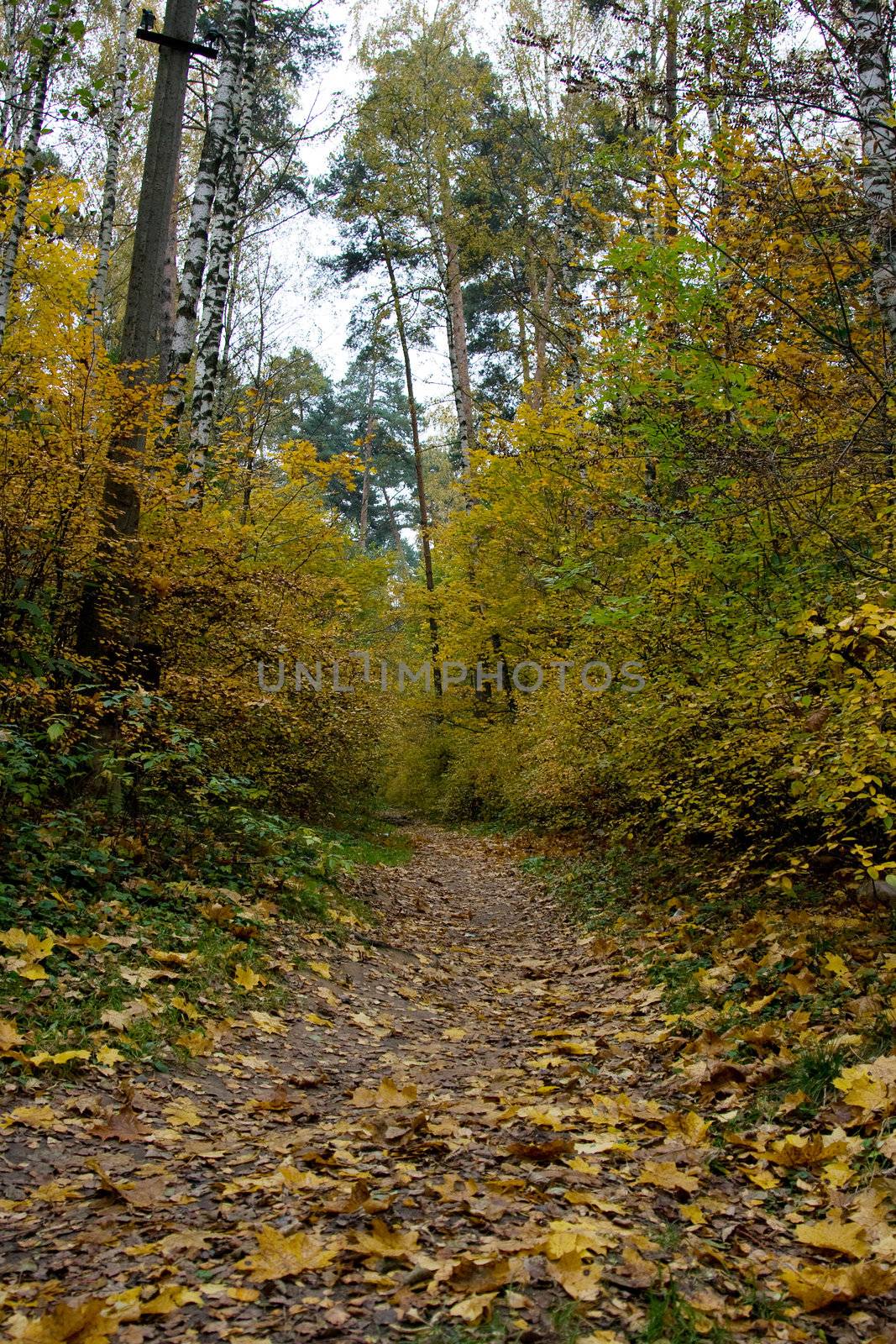 Day time autumn landscape in a wood