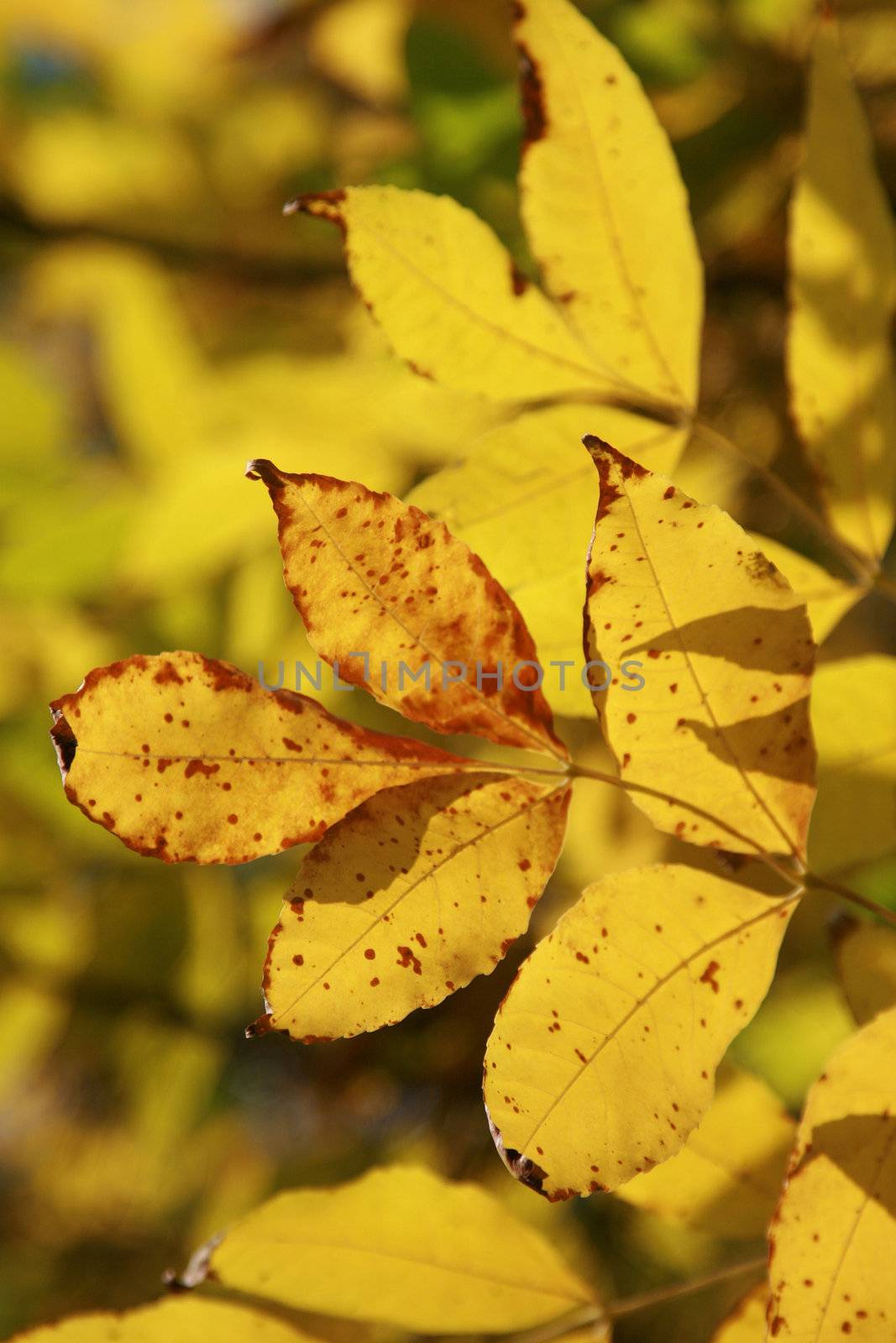 Yellow leaves on branches on a background of the blue sky