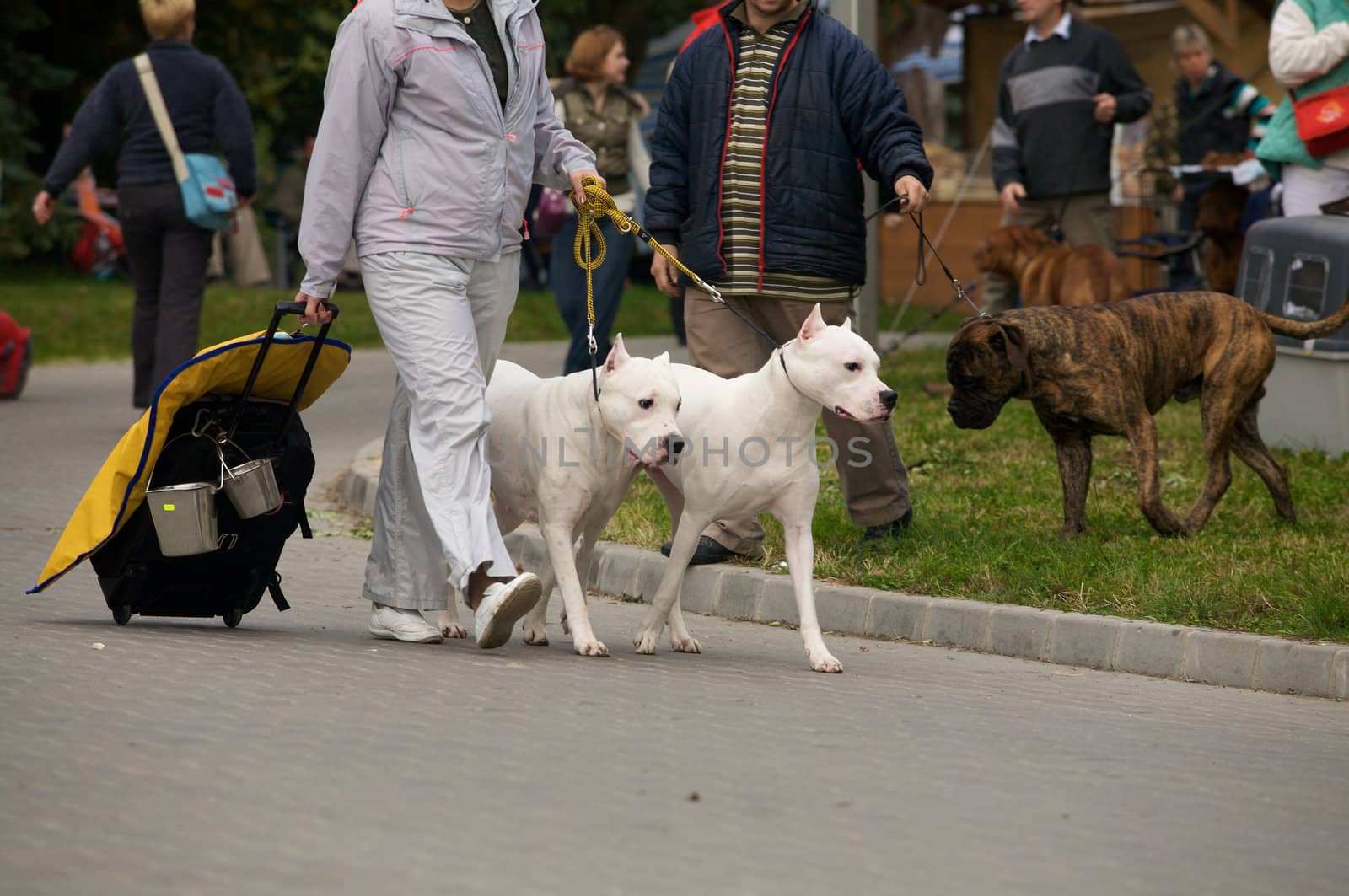Two argentin dogs with their owner.