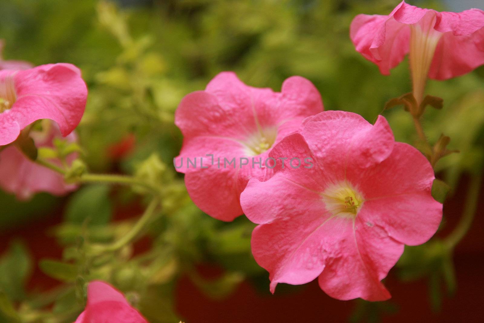 Blossoming petunia close up among leaves