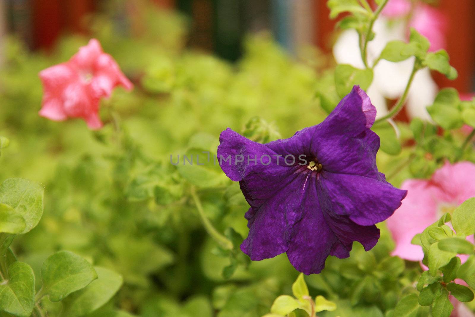 Blossoming petunia close up among leaves