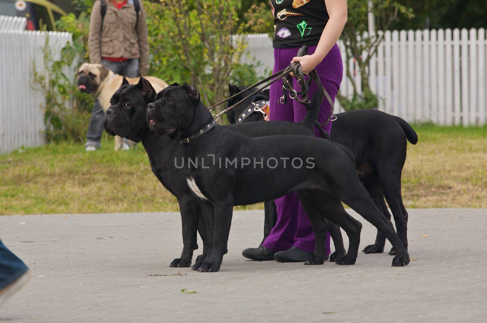 Three black cane corso.