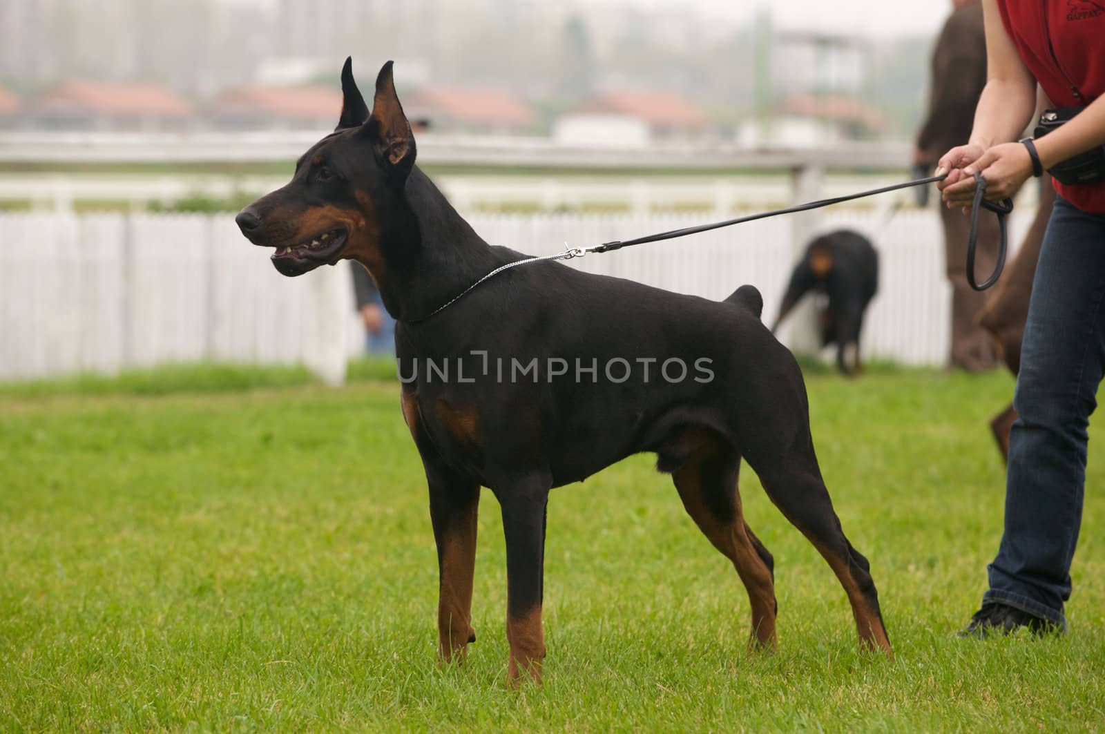 A picture of a strong dobermann.