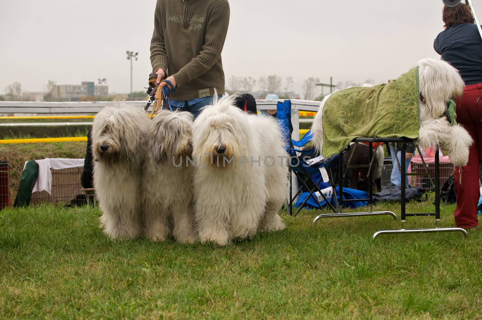 Three bobtail.