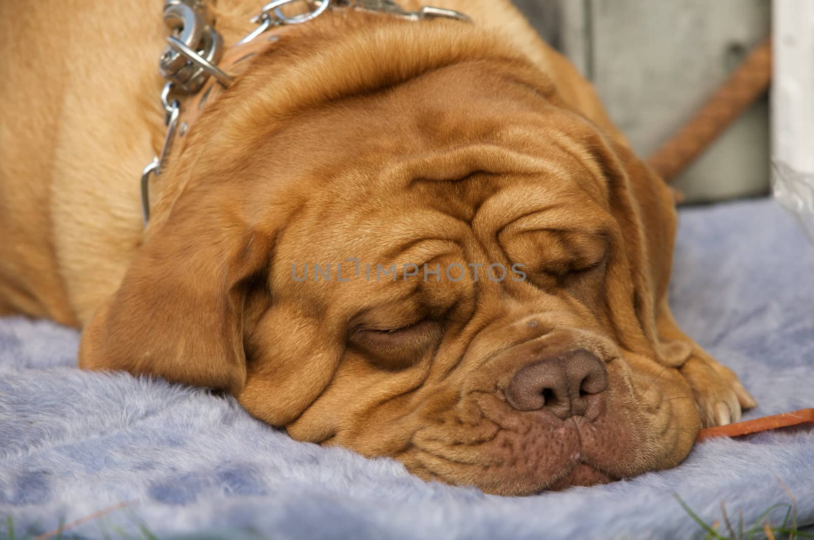 A cute dog de bordeaux.