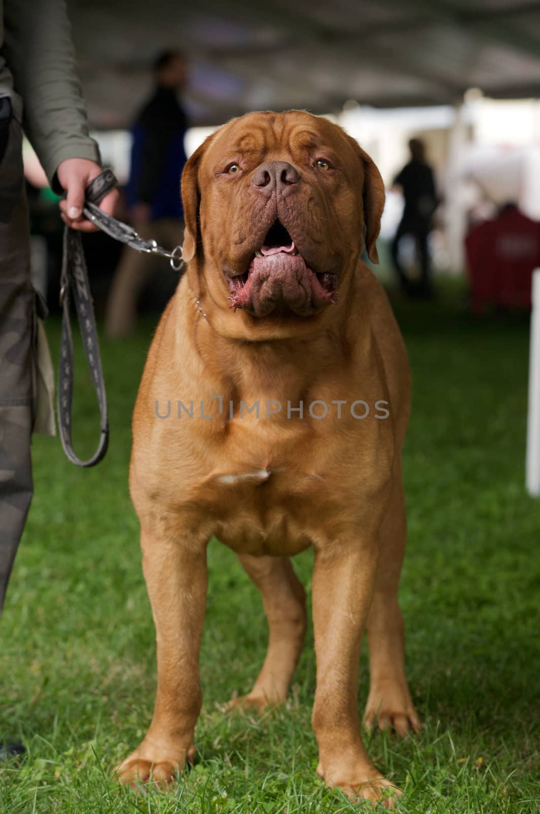 A standing dog de bordeaux.