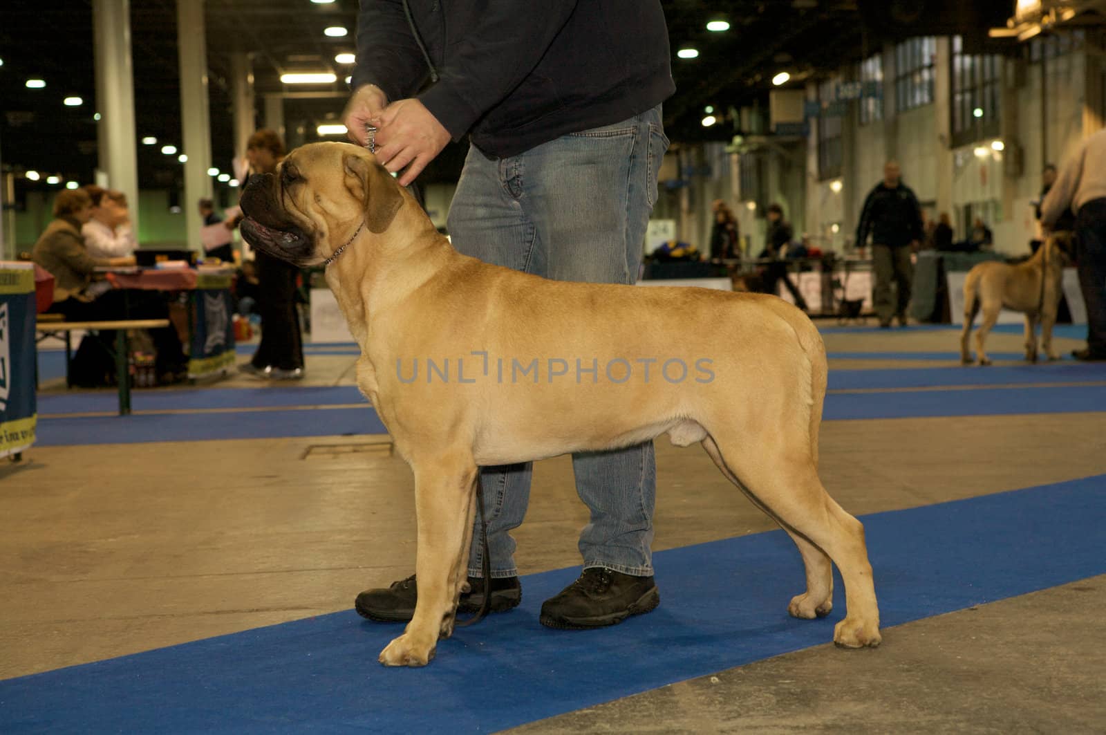 A standing bullmastiff on an exhibition.