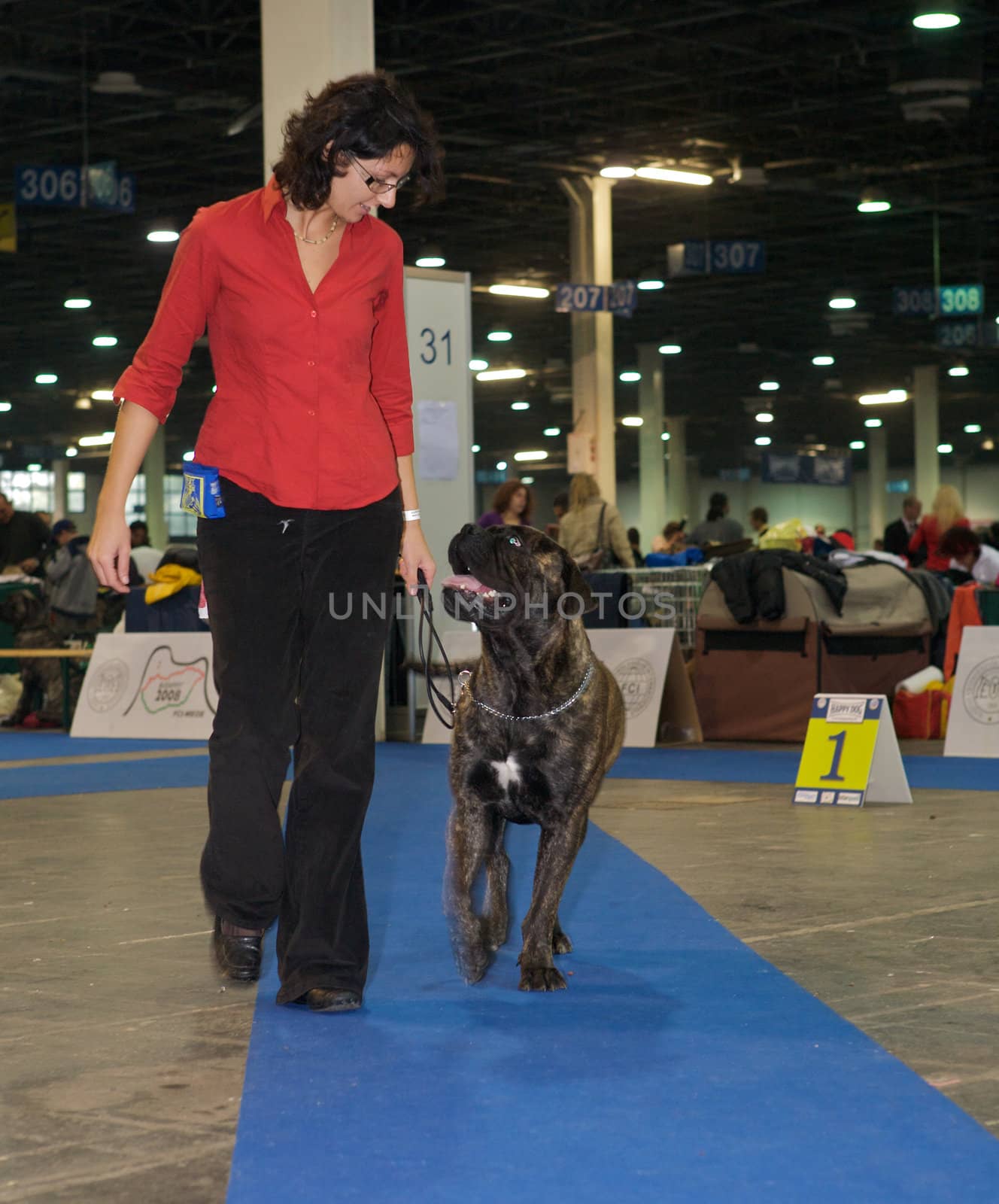 A bullmastiff with his owner.