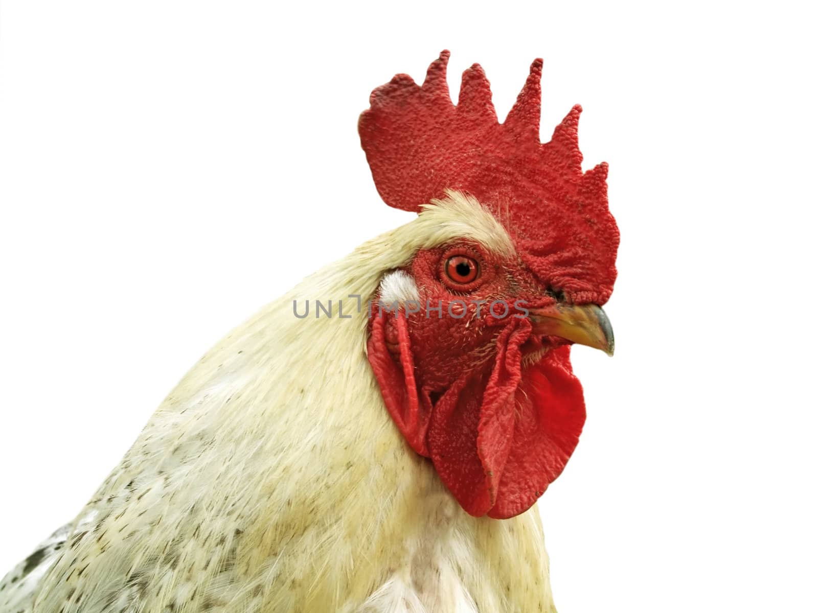 Isolated cock on white background