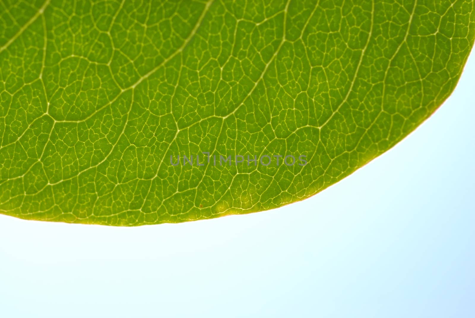 Hanging leaf, texture. by wojciechkozlowski