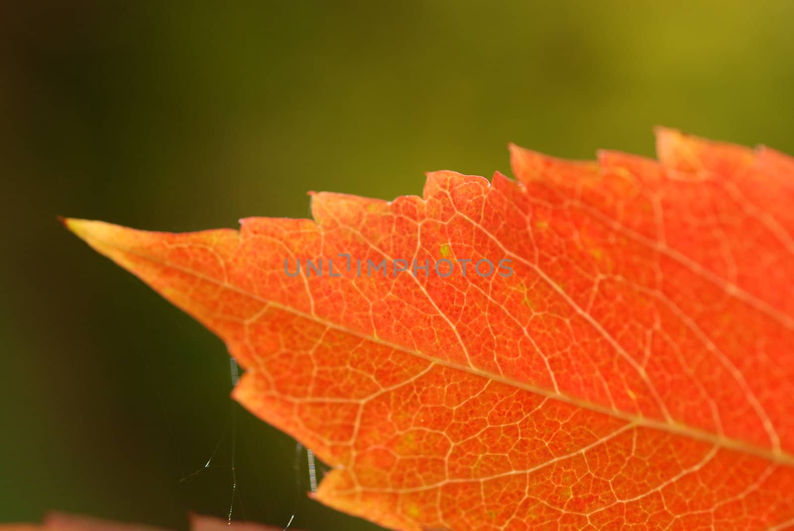 Autumn leaves on the background of green. by wojciechkozlowski