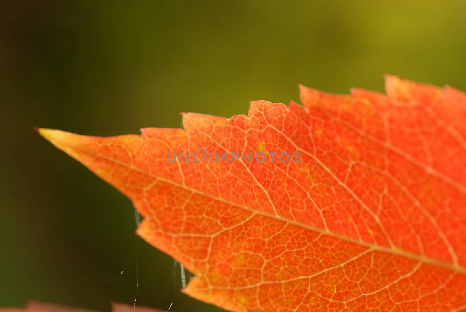 Autumn leaves on the background of green.