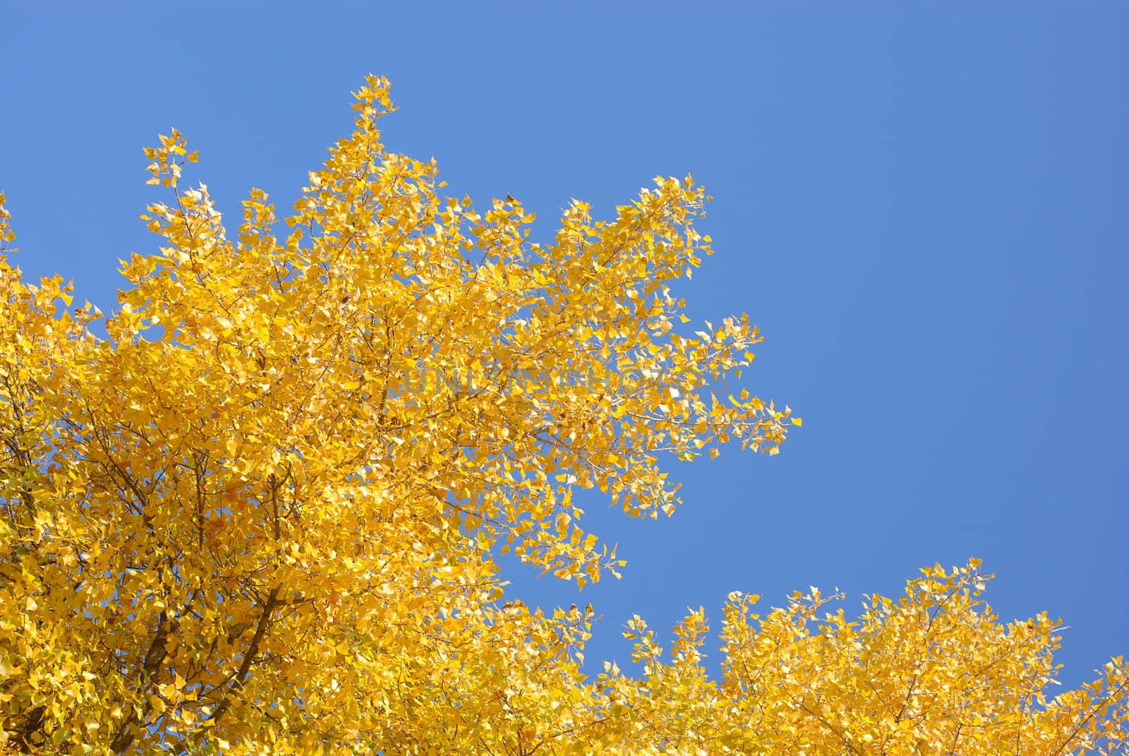 Poland gold autumn. Yellow leaves on a blue sky.