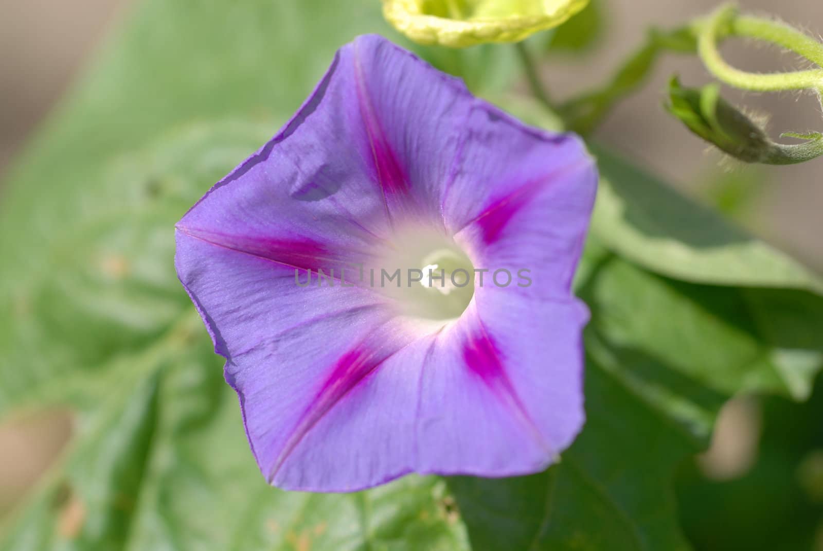 Purple flower.