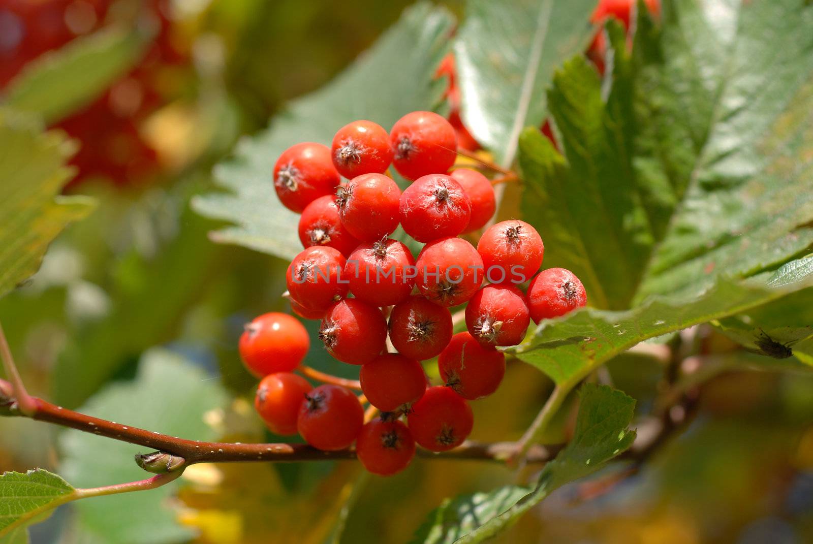 Rowan berries tree by wojciechkozlowski