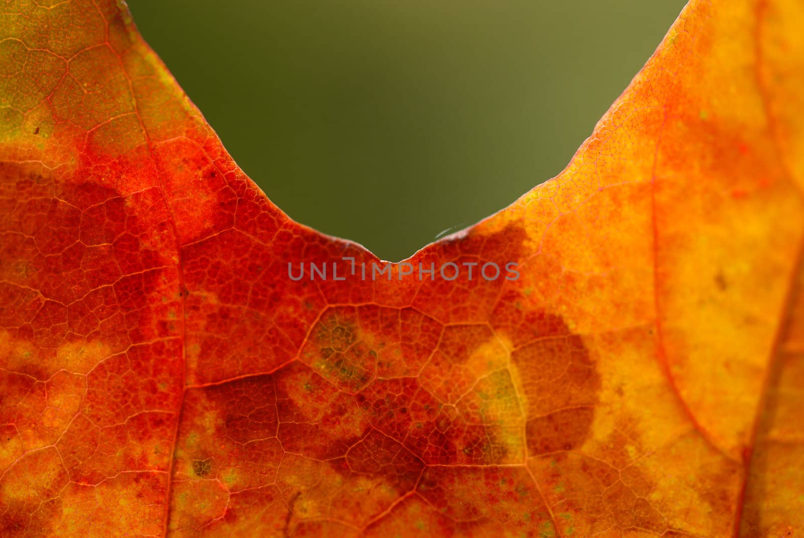 Autumn leaf