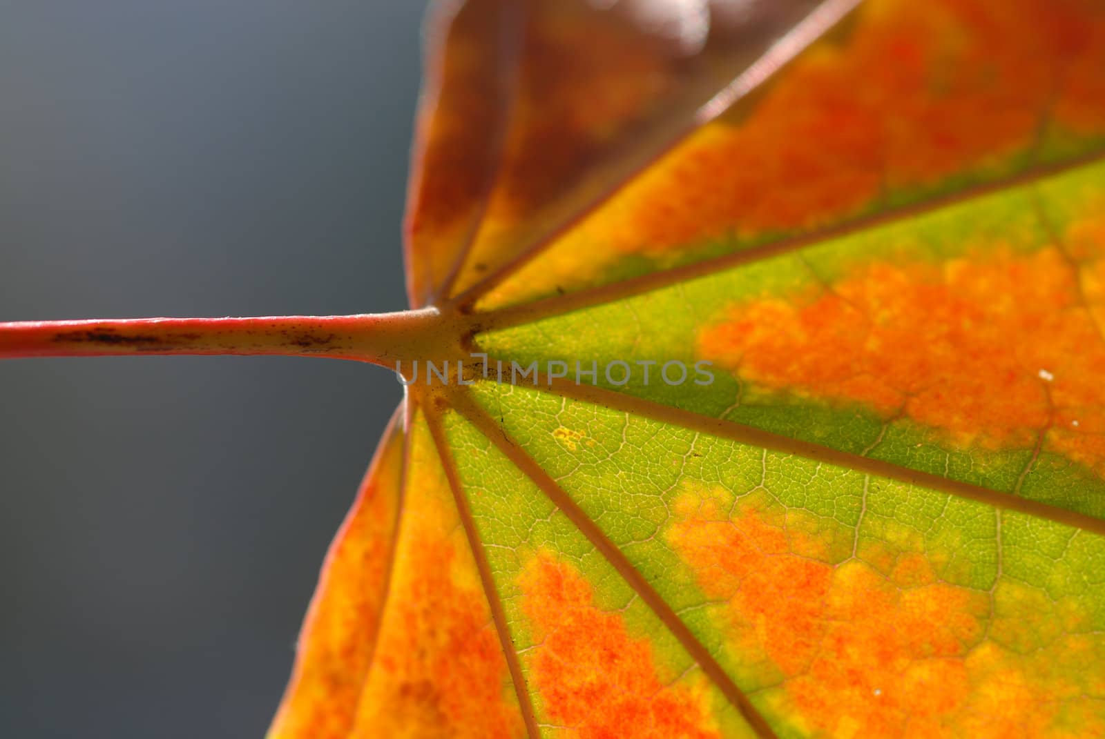 Autumn leaf by wojciechkozlowski
