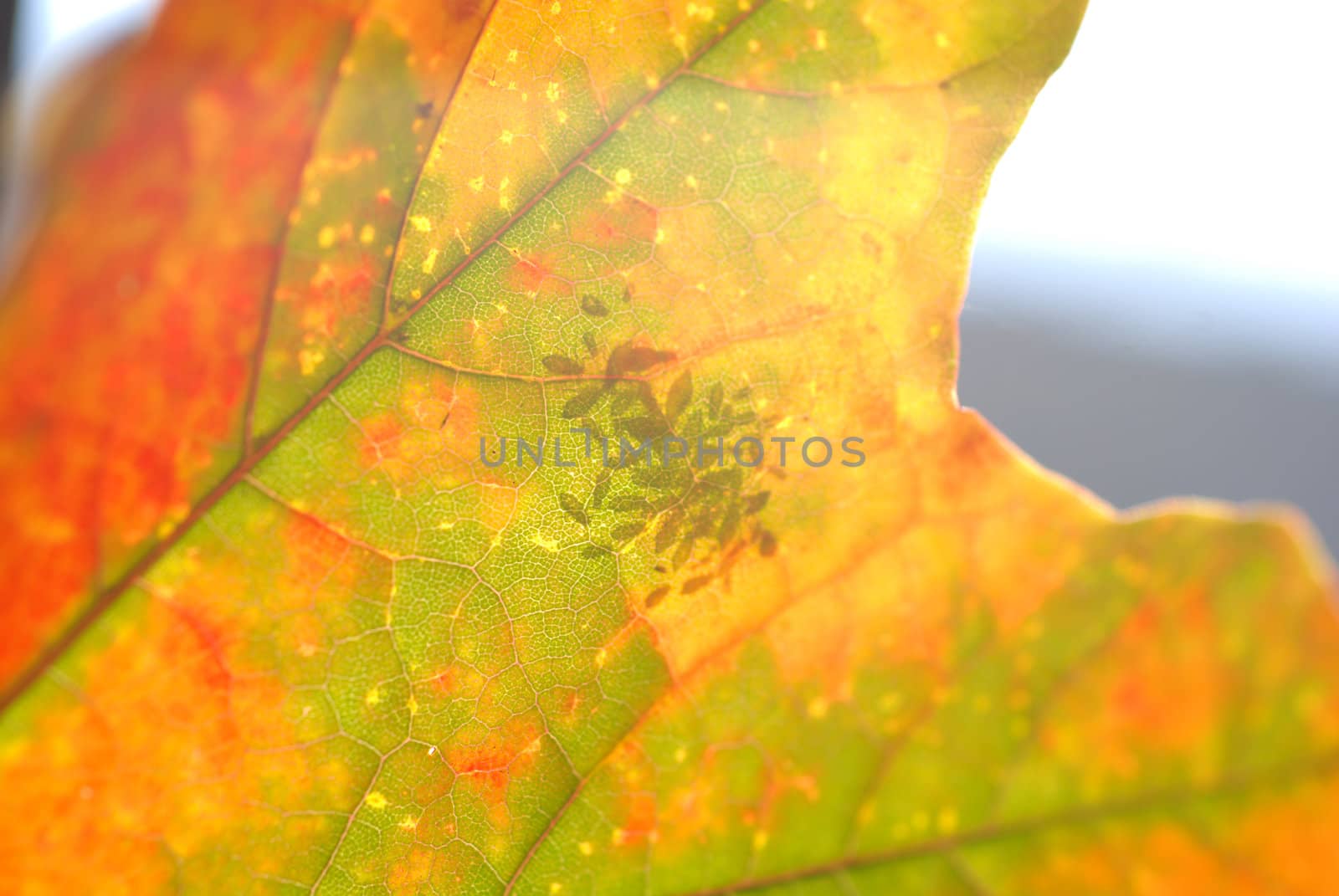 Autumn leaf by wojciechkozlowski