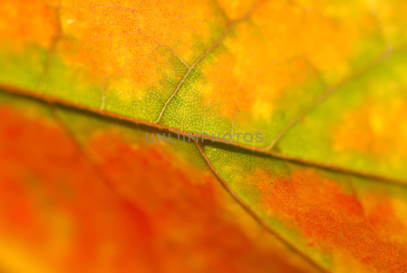 Autumn leaf