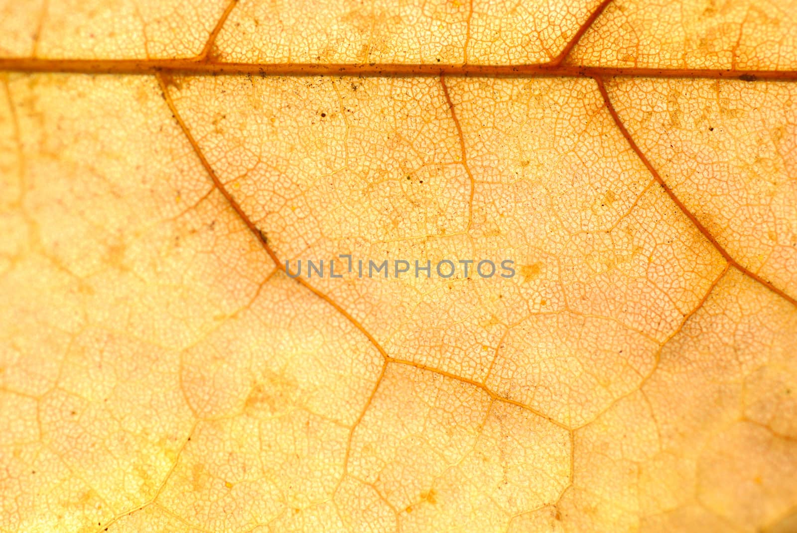 Gold leaf. Polish Autumn. by wojciechkozlowski