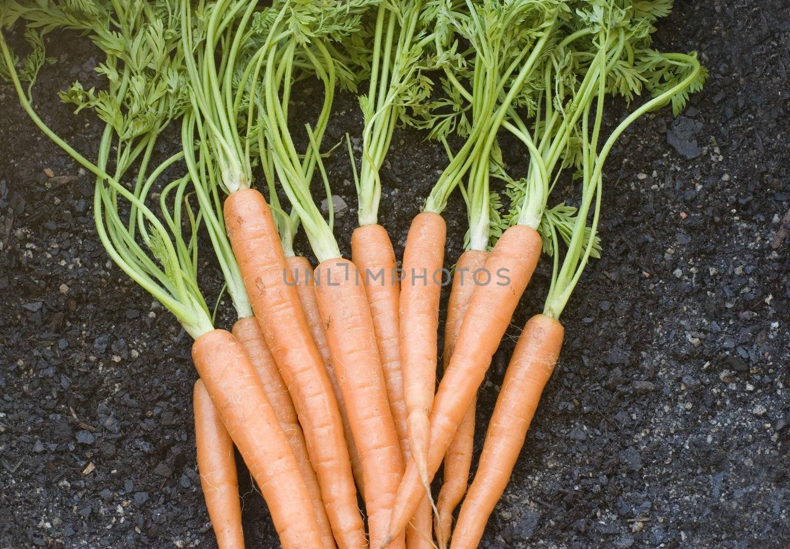 harvested carrots by stockarch