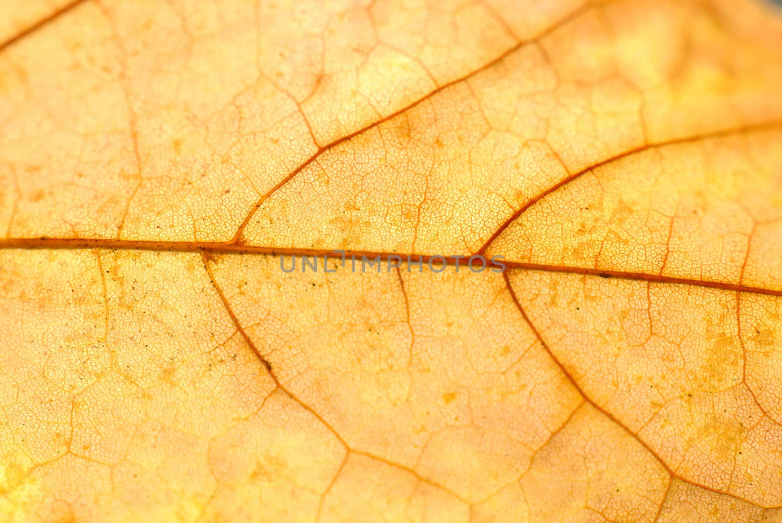 Gold leaf. Polish Autumn.