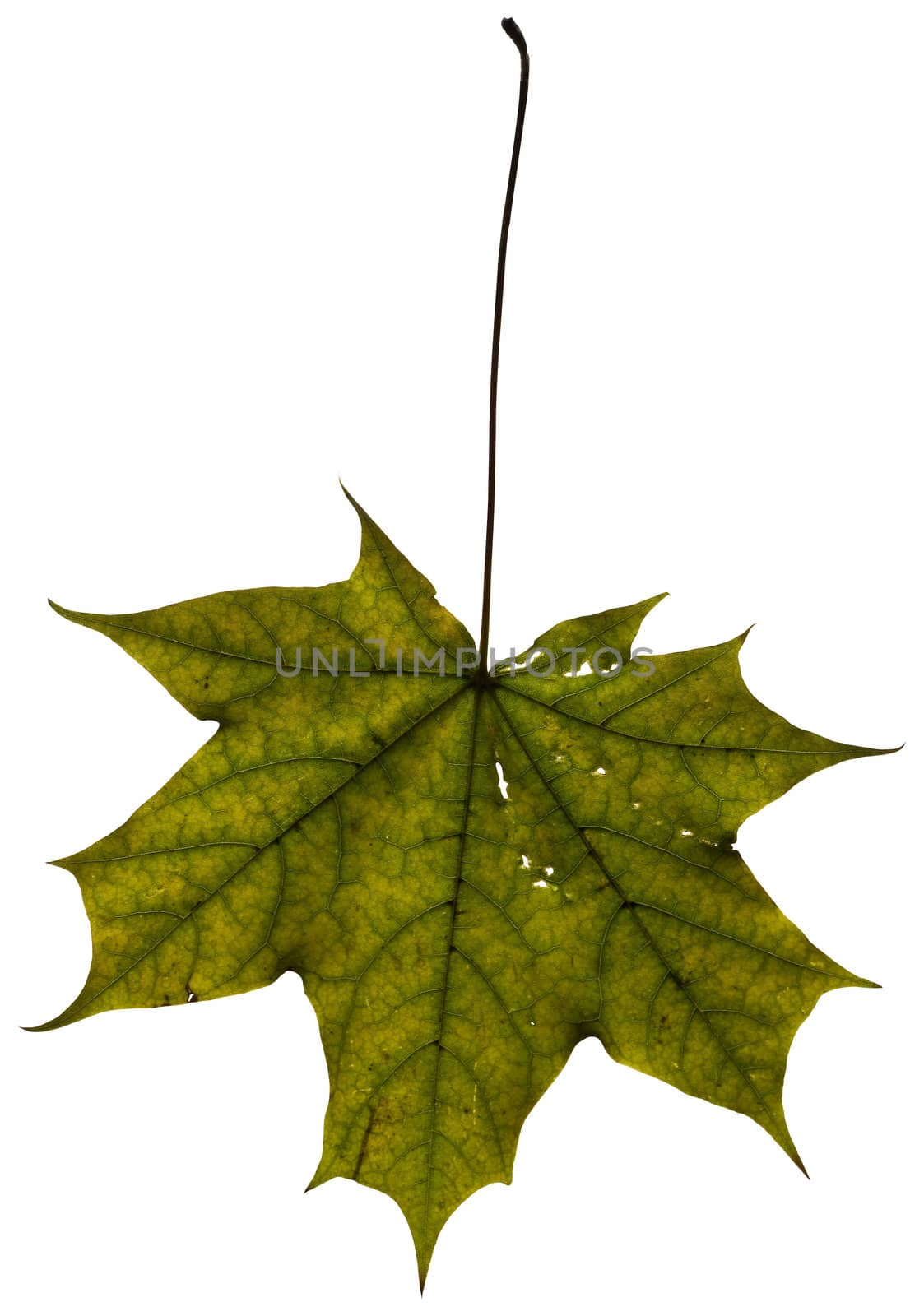 Green Maple leaf isolated on white. Clipping path included to easy change background.