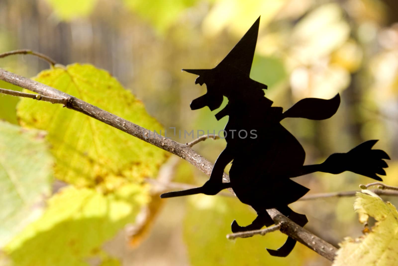 Witch on branch tree in wood by jannyjus