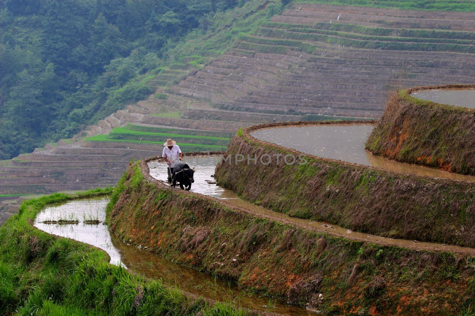 Man and water buffalo working on rice terrace