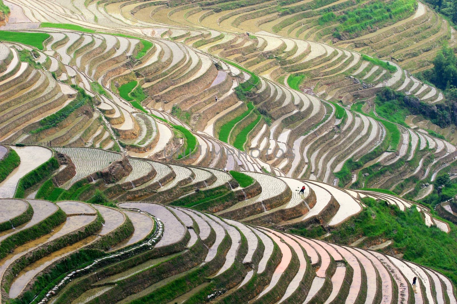 Beautiful rice terraces and some workers at sunset