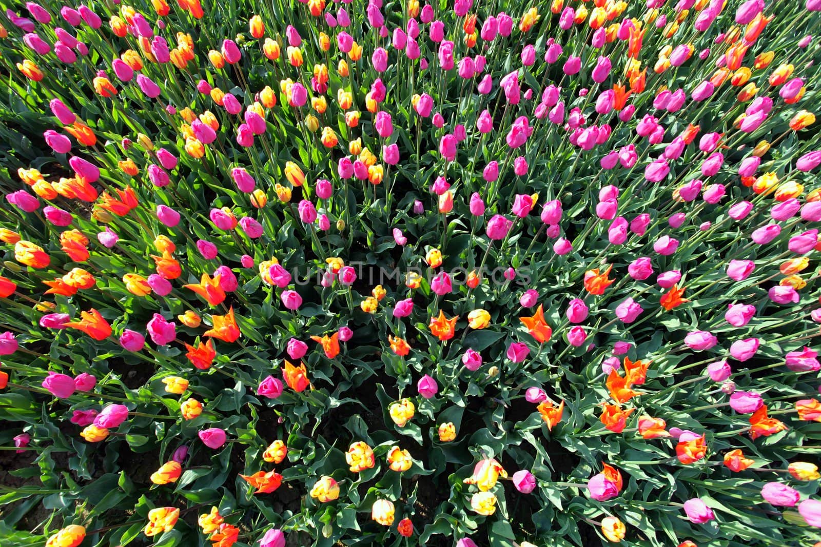 View of many colorful tulips from above