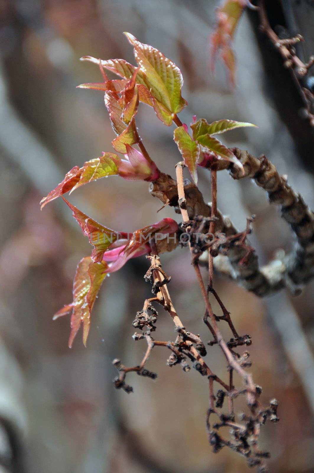 Virginia creeper (wine) plant with dead branches blossoming in spring