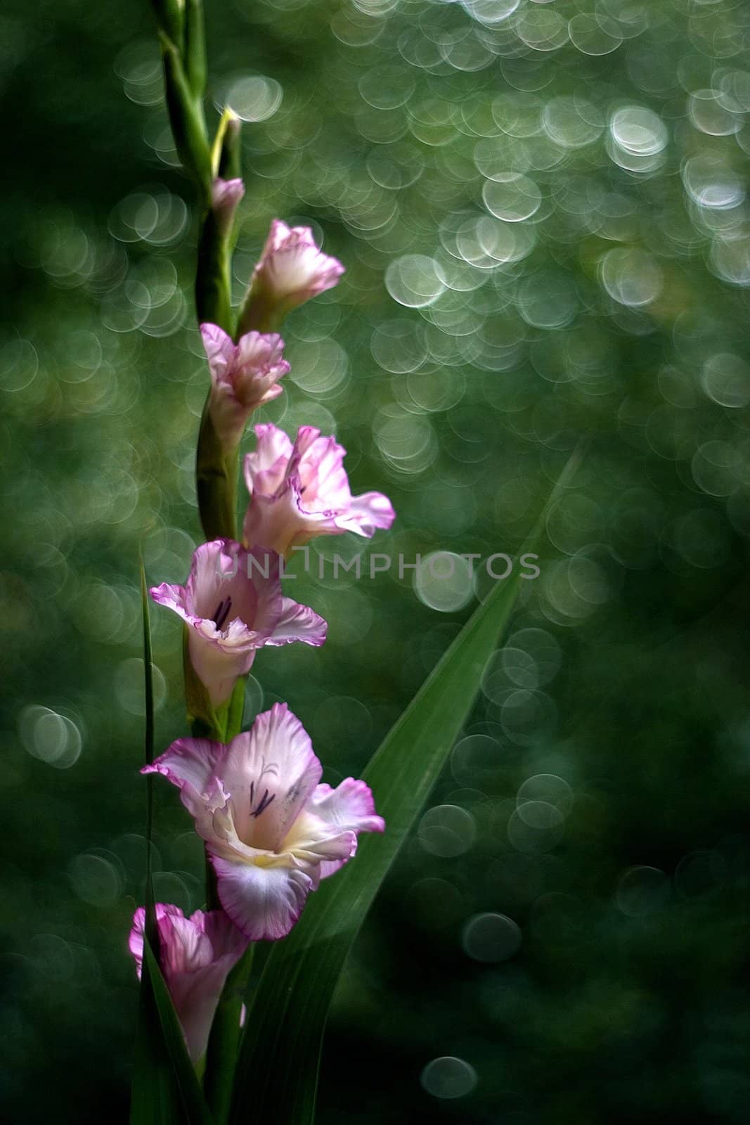 Bokeh effect  by miradrozdowski