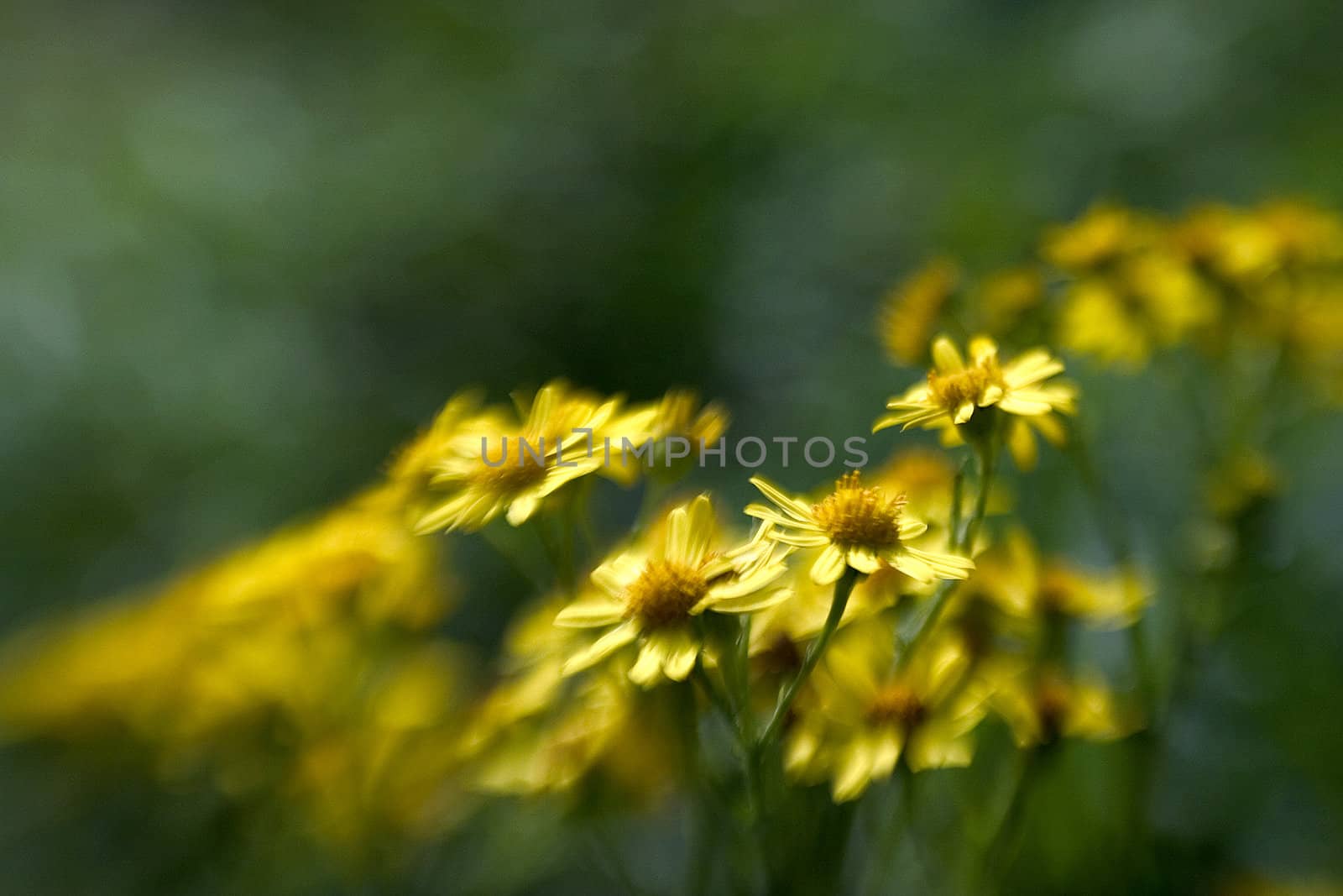 lensbaby 2 effect by miradrozdowski